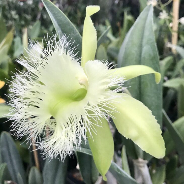 Rhyncholaelia Digbyana Orchid Regional Flora