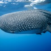 Whale Shark in Mexico