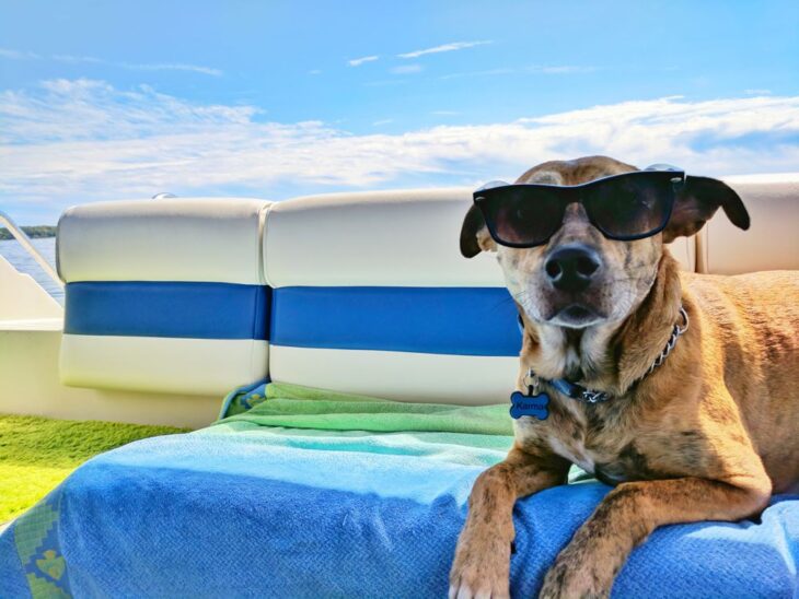 live animals - dog with sun glasses