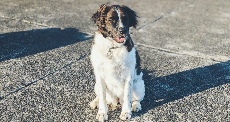 Dog ready to fly